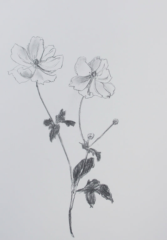 Anemone Charcoal Drawing