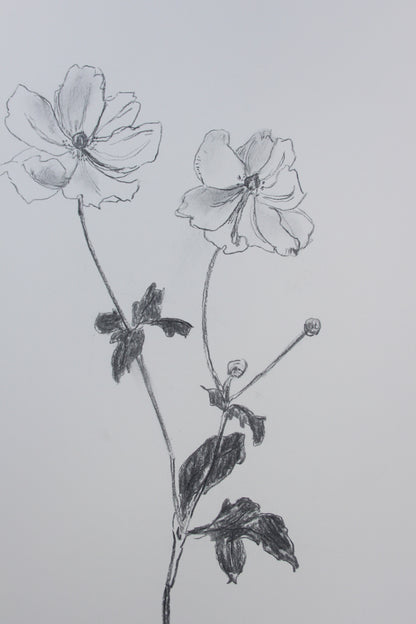 Anemone Charcoal Drawing