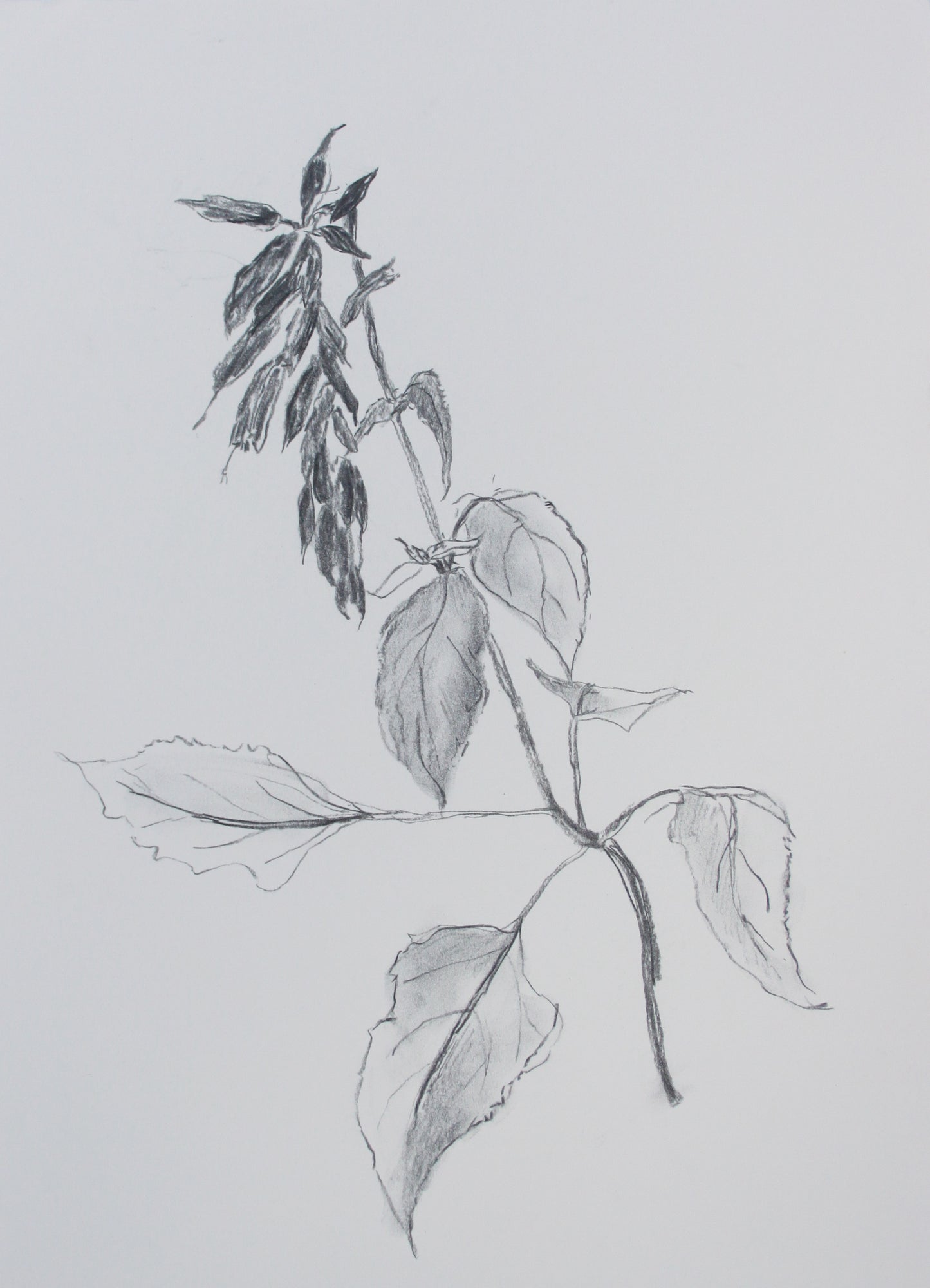 Salvia Charcoal Drawing