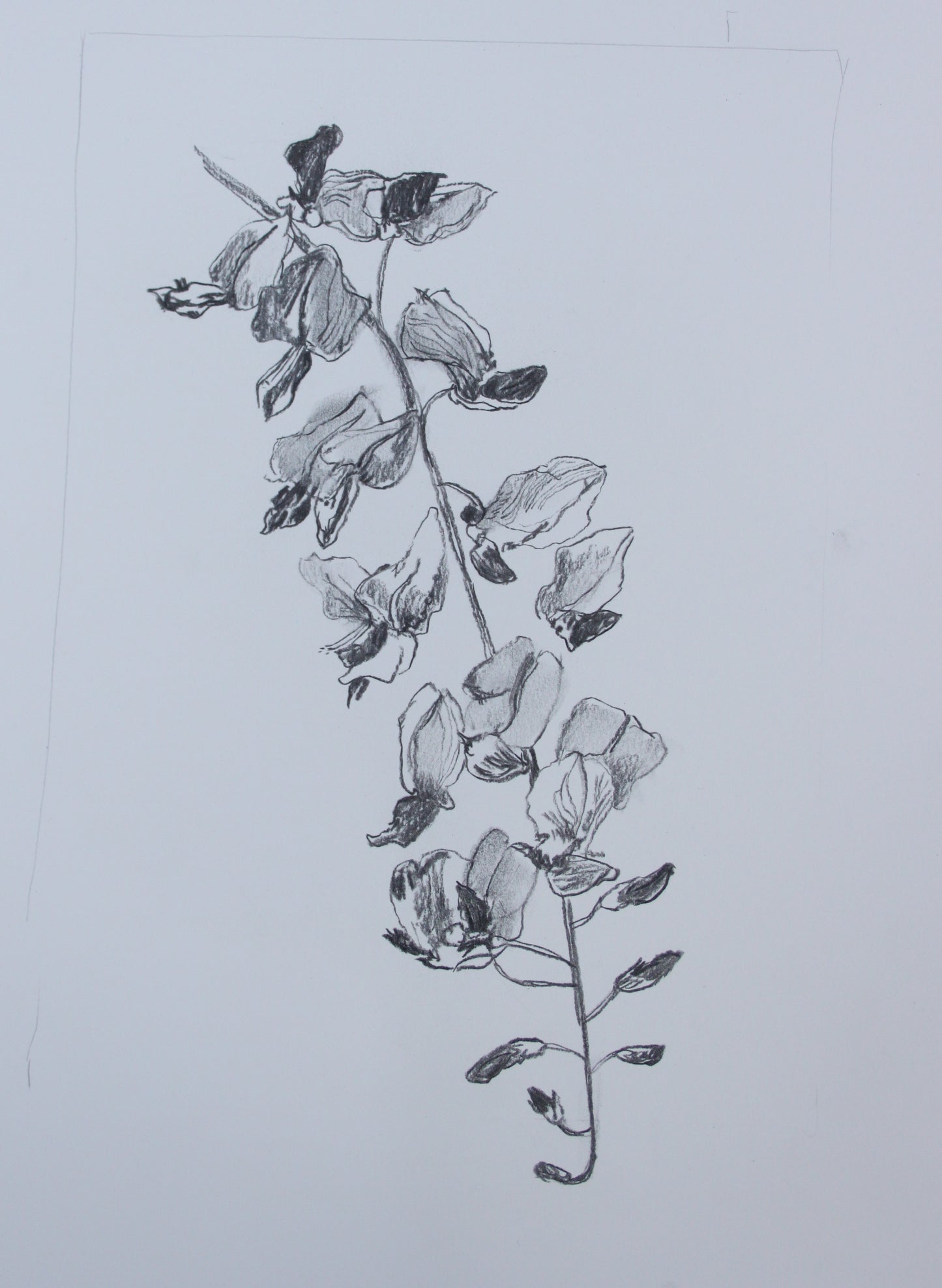 Wisteria Flower II