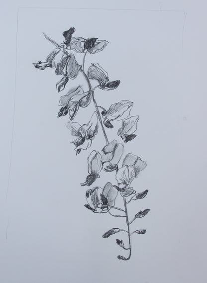 Wisteria Flower II