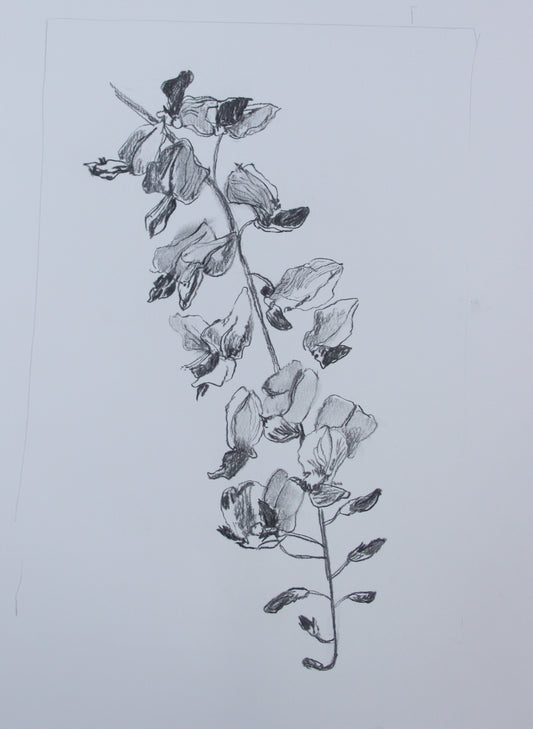 Wisteria Flower II