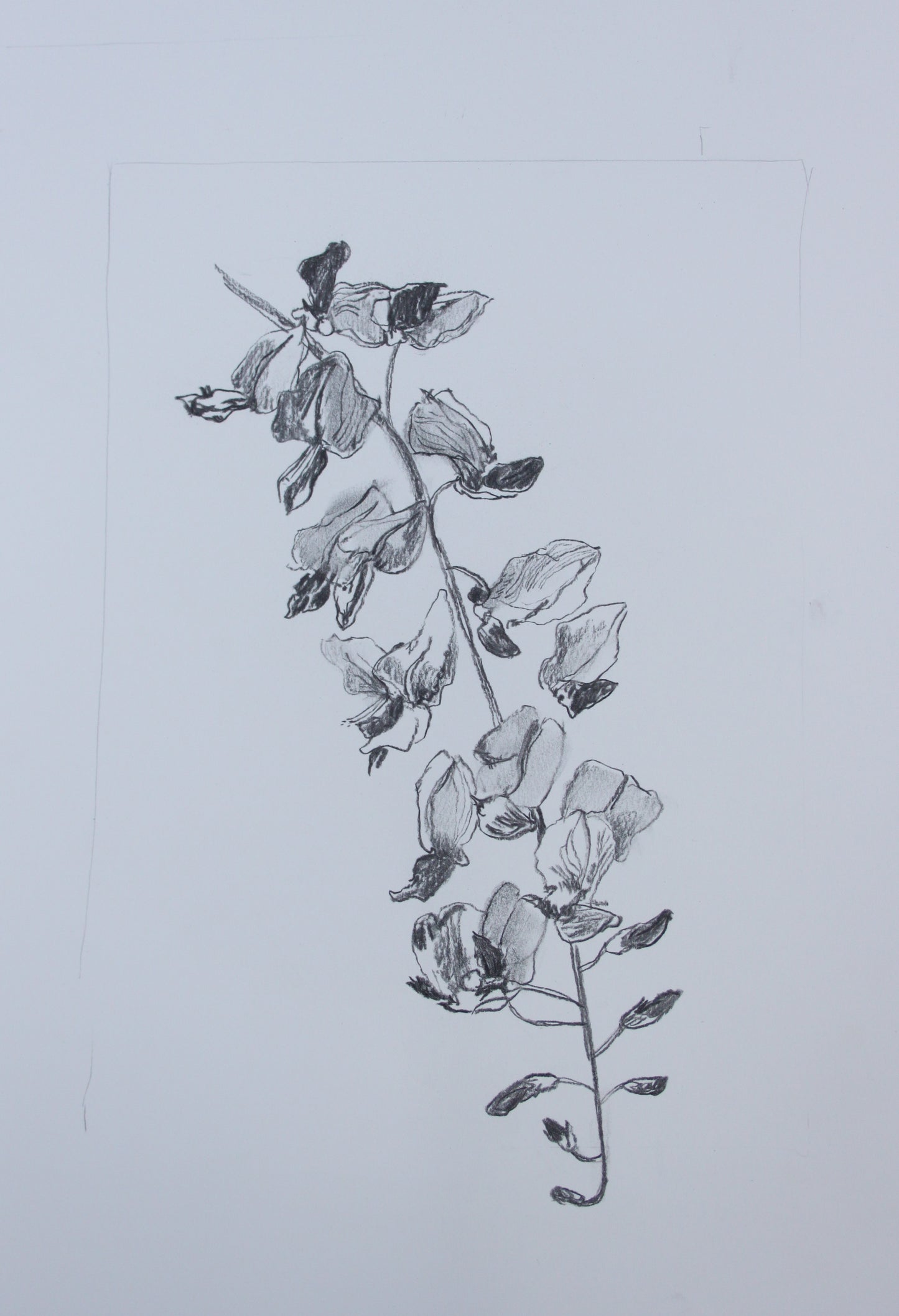 Wisteria Flower II