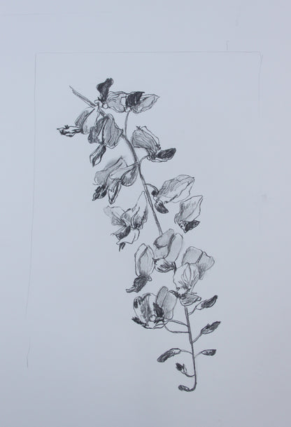 Wisteria Flower II
