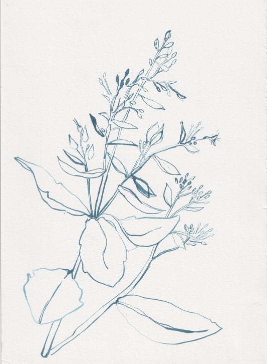 Sedum outline drawing