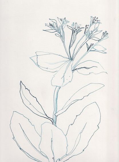 Sedum Ink Drawing