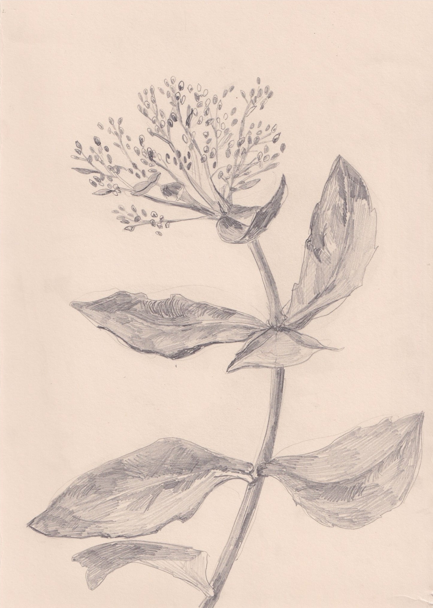 Sedum Pencil Drawing