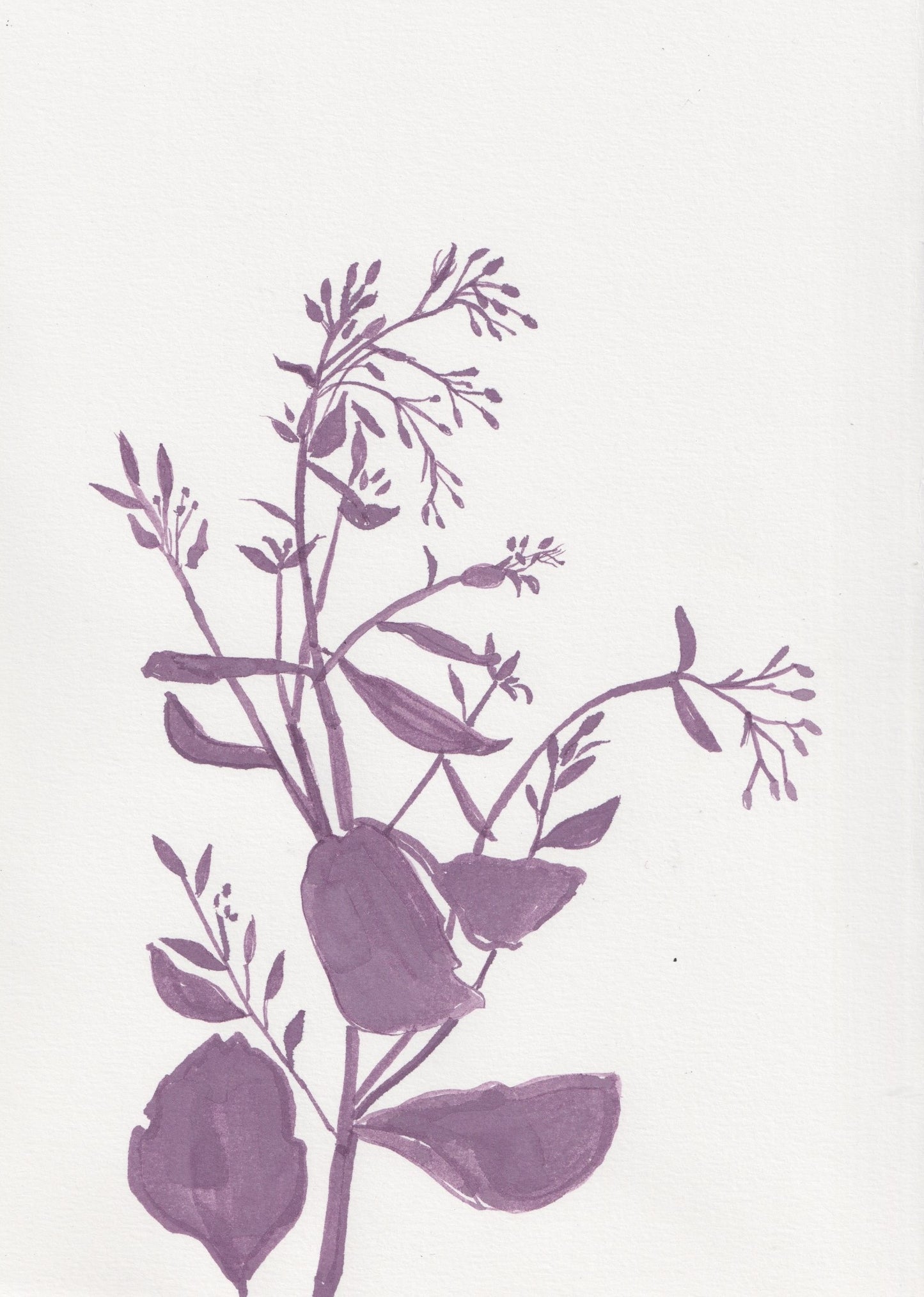 Sedum Ink Drawing