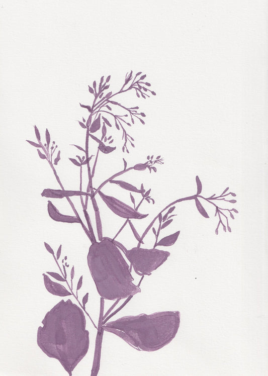 Sedum Ink Drawing