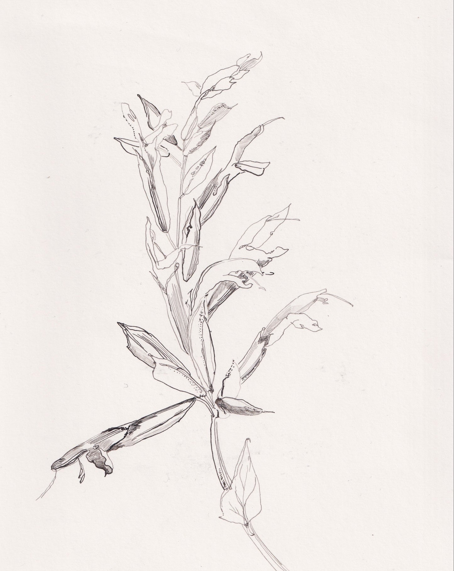 Salvia Amistad Ink Drawing