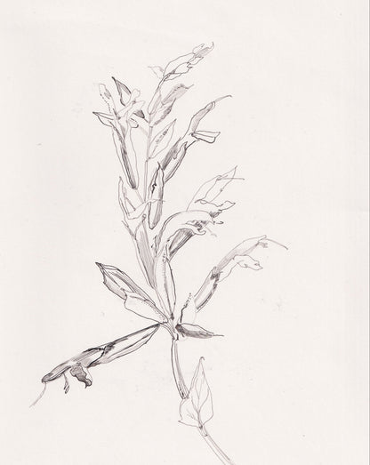 Salvia Amistad Ink Drawing