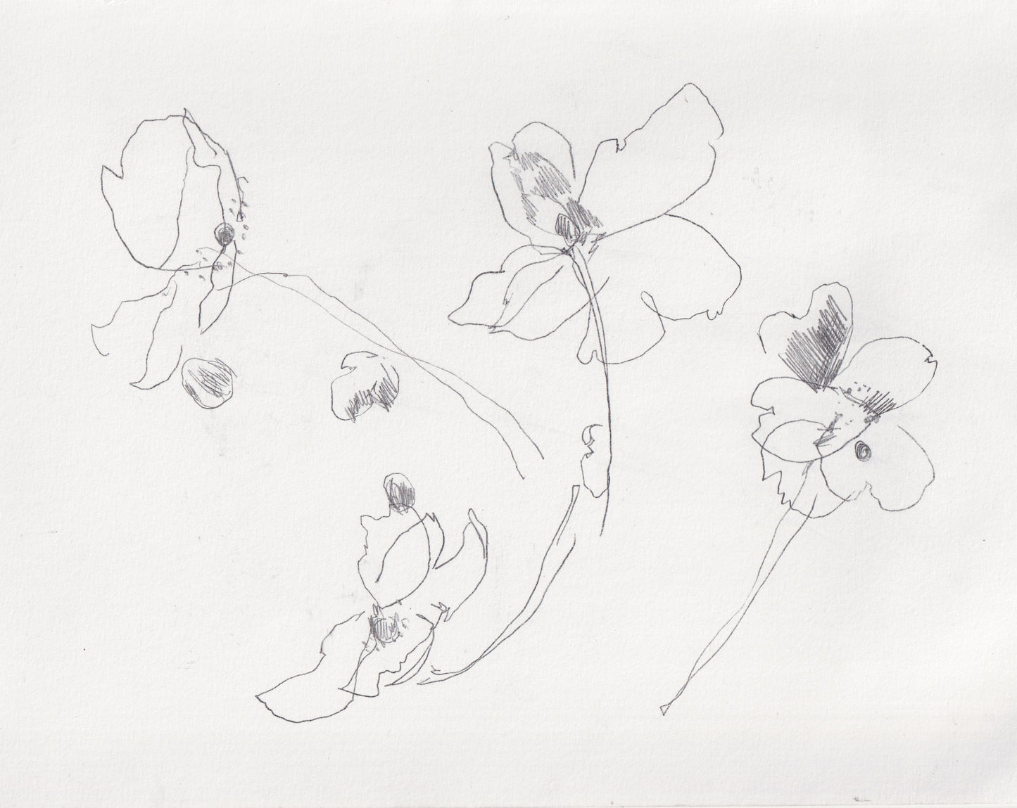 Kew Rose Line Drawing I