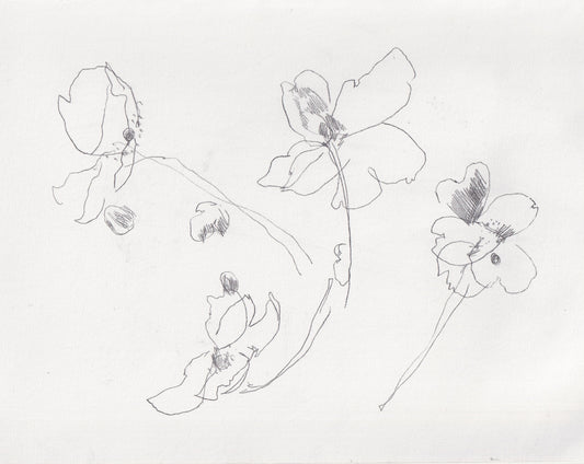 Kew Rose Line Drawing I