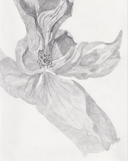 Rose Pencil Drawing