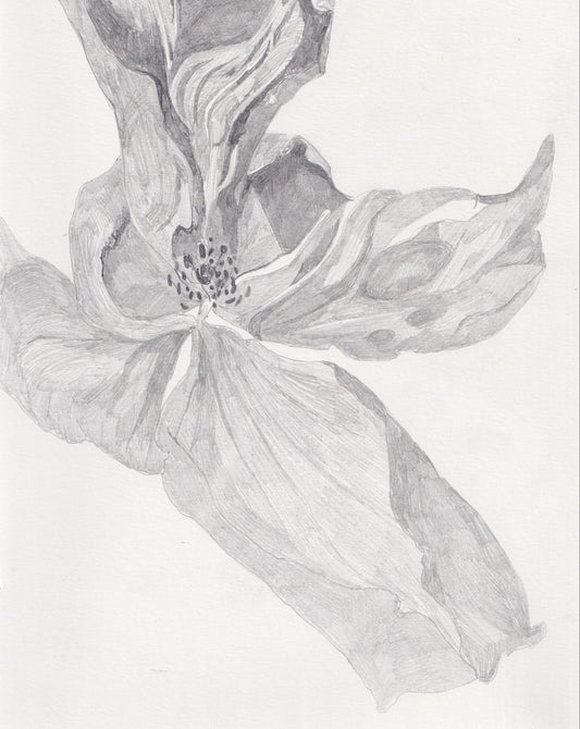 Rose Pencil Drawing