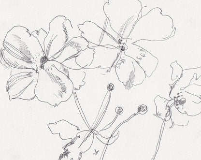 Kew Rose Line Drawing II