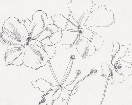 Kew Rose Line Drawing II