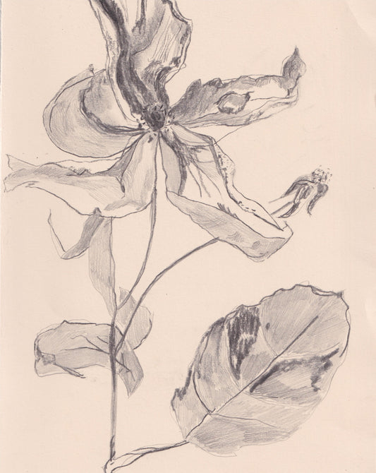 Charcoal Rose Drawing