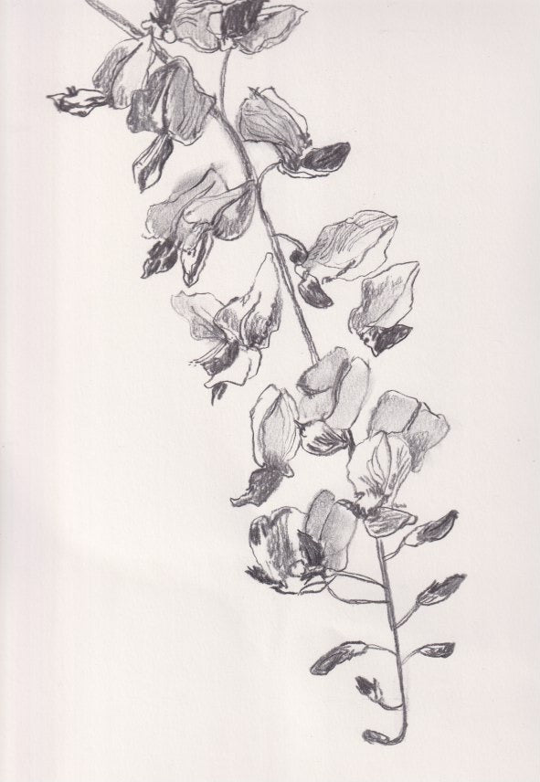 Wisteria Flower II
