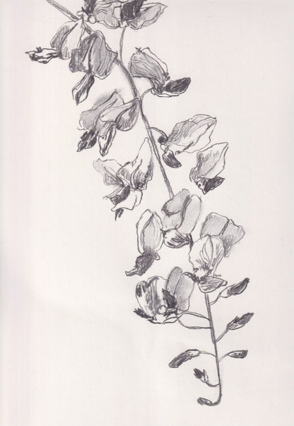 Wisteria Flower II