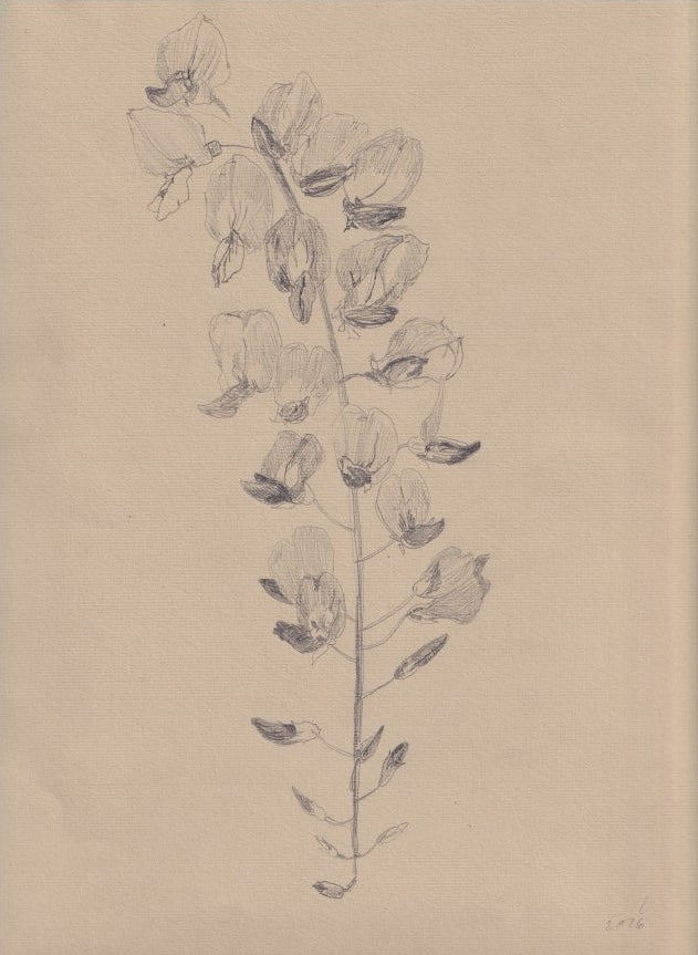 Wisteria Flower III