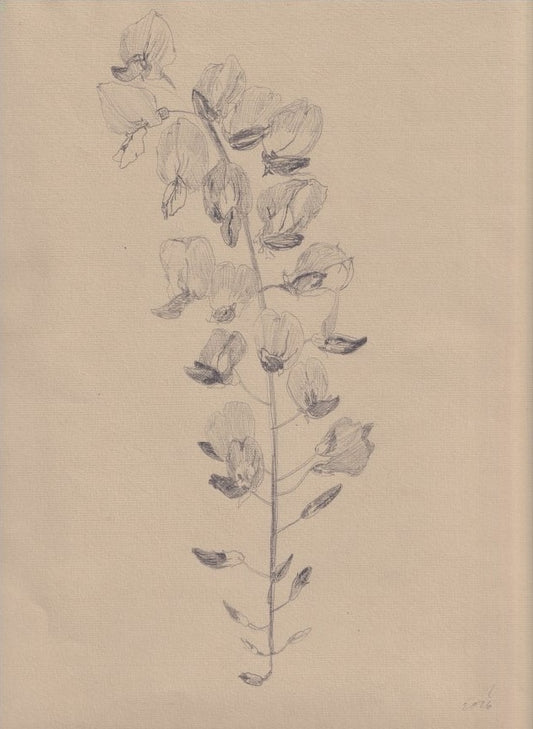 Wisteria Flower III