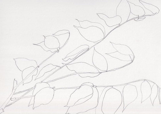 Wisteria leaves II