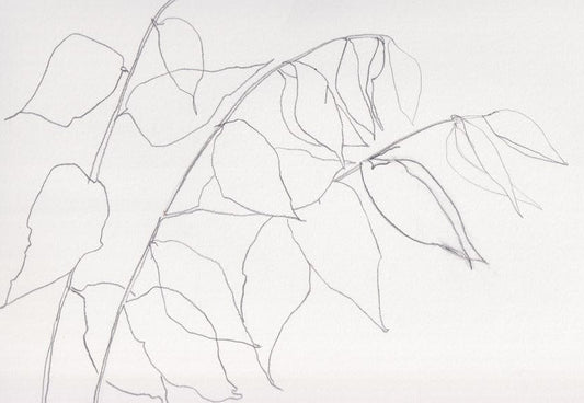 Wisteria leaves